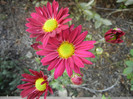 Purple & Yellow Chrysanth (2012, Oct.23)