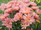 Orange Chrysanthemum (2012, Oct.21)
