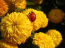 Yellow Chrysanthemum (2012, Oct.23)
