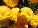 Yellow Chrysanthemum (2012, Oct.23)