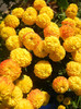 Yellow Chrysanthemum (2012, Oct.23)