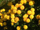 Yellow Chrysanthemum (2012, Oct.23)