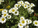 Chrysanth Picomini White (2012, Oct.23)