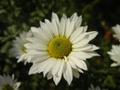 Chrysanth Picomini White (2012, Oct.23)