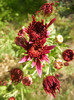 Purple Chrysanthemum (2012, Oct.23)