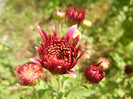 Purple Chrysanthemum (2012, Oct.23)