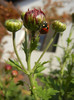 Ladybug on Chrysanth (2012, Oct.23)