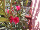 DSCN4511_038