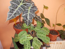 DSCN4500_027