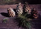 Pinus geradiana - Chilgoza Pine