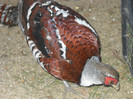 DSCN2495