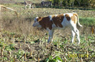 Copy of 101_0425