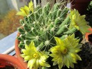 Mammillaria