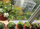 Mammillaria si Campanula