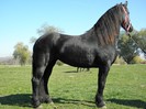 IAPA FRIESIAN 1