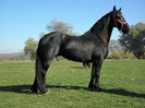 IAPA FRIESIAN 1