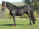 IAPA FRIESIAN 2