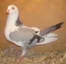 Dat in Cobadin la Osbai