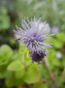 Ageratum houstonianum (2012, Oct.21)