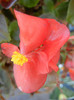 Begonia semperflorens (2012, Oct.23)