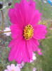 Garden Cosmos Burgundy (2012, Oct.24)