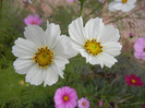 Cosmos bipinnatus White (2012, Oct.24)