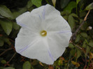 Ipomoea Flying Saucers (2012, Oct.24)