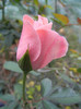 Rose Pleasure (2012, October 21)