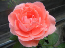 Rose Pleasure (2012, October 23)