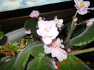violeta de la msylvy, multumesc mult