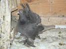 porumbei 2012 106
