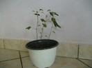Picture plante 007