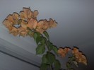 golden tango