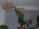 golden tango