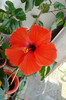 hibiscus Nihi