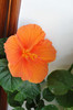 hibiscus Gator Orange