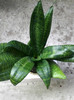 sansevieria