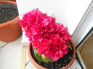 mahara red