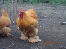 81447731_AUHYAIK