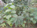 mica pepiniera catalpa bungei