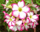 Buchet Adenium Kiss Star