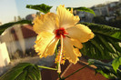 hibiscus Sri Lanka