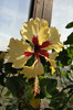 hibiscus  Sylvia Goodman