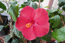 hibiscus Red Sun