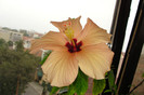 hibiscus Cairo Apricot