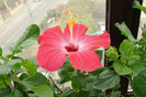 hibiscus Versicolor