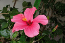 hibiscus Cairo rosa