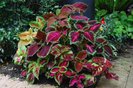 imi doresc Coleus urzica decorativa