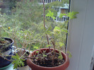 parfumata (Pelargonium graveolens)