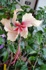 hibisccus Rowena's Weeding